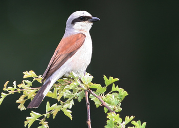 Neuntöter (Lanius collurio) - © Alois Absenger